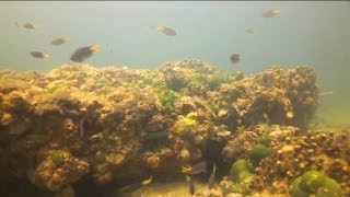 Saving Pakistans coral reefs [upl. by Aiyn]