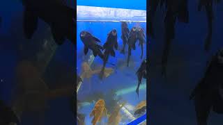 Sucker fish aquarium fishing funnyvideo [upl. by Hymie996]