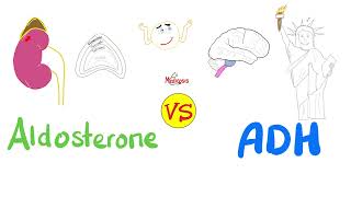 Aldosterone vs Antidiuretic Hormone ADH — Na H2O — Kidney Physiology Series [upl. by Arlen]