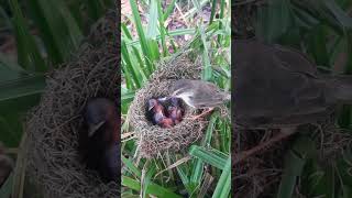 Both barwinged prinia birds eat baby feces [upl. by Lahcear]