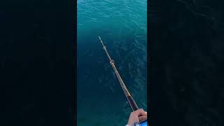 Big Snook off the Pier 🔥🐟 snook floridafishing [upl. by Abbe484]