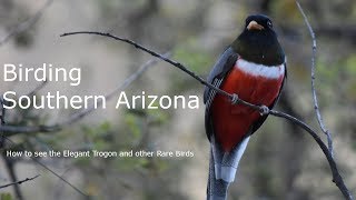 How to See the Elegant Trogon Birding Southern Arizona [upl. by Jelsma]