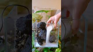 Mini paludarium build houseplants plantdiy plants paludarium [upl. by Robinia351]