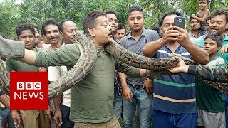 India python Snake tries to strangle West Bengal selfie taker  BBC News [upl. by Volin]