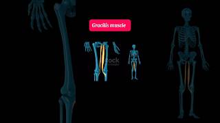 Gracilis muscle  muscle of lower limb [upl. by Triplett]