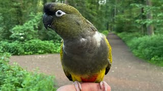 Patagonian conure exploring the forest [upl. by Art]