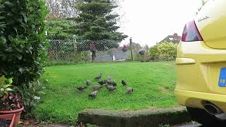 The starlings are back Landing on the lawn and eating the food I gave them birds 7th October 2024 [upl. by Sivart]