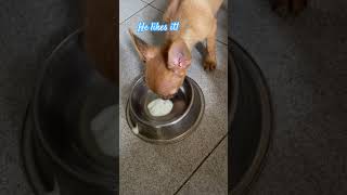 Herbies first time to try yogurt and he likes it🥰 dogshorts yougurt [upl. by Radbourne67]