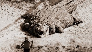 TOP 10 BIGGEST CROCODILES In The World [upl. by Earezed]