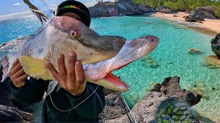 Catching A Giant Hogfish With Secret Bait [upl. by Gader236]