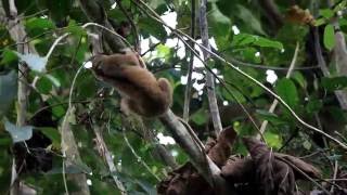 Ten slow lorises are returned to freedom in the forest [upl. by Bausch]