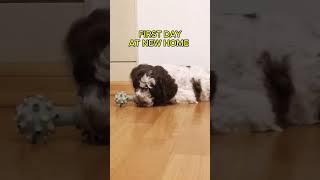 Lagotto Romagnolo Puppy 8 weeks old dog puppy funny pets animals funnydog animal [upl. by Amedeo]