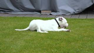 Dogo Argentino Puppy [upl. by Wynny]