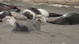 ITS ALL ABOUT THE FUR SEALS ST PAUL PRIBILOF ISLANDS [upl. by Anilec]