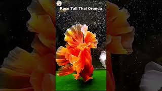 Rose Tail Thai Oranda Goldfish in Slow Motion thaioranda goldfishcorner [upl. by Anella567]