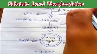 Substrate level phosphorylation 11th biology [upl. by Terraj]