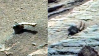 Two Creature Found On Mars Proof Mars Has Life UFO Sighting News [upl. by Etteroma]