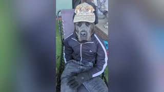 Huge Dog Dressed Like a Human Earns Owner 1000 per Month [upl. by Hailahk]