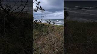 Strand  Wald  Neuendorf auf der Insel Hiddensee  13092024 beach nature travel forest art [upl. by Vito]