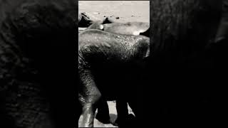 Elephants on River Movie [upl. by Alejo]