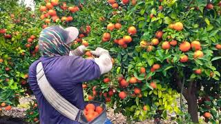 😱INCREÍBLE HUERTO DE MANDARINA TANGO amazing harvest tangerine [upl. by Norward]