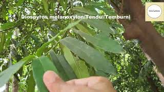 Diospyros melanoxylonTenduTemburniEast Indian ebonyIndian forest tree [upl. by Yrrep610]