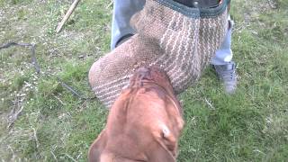 Dogue De Bordeaux working [upl. by Finny250]