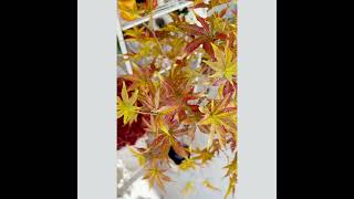 Potted Foliage Maple Leaf Faux Tree [upl. by Eivod]