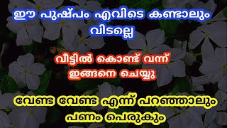 ഈ പുഷ്പം എവിടെ കണ്ടാലും വിടല്ലെ വീട്ടിൽ കൊണ്ട് വന്ന് ഇങ്ങനെ ചെയ്യു [upl. by Eilra]