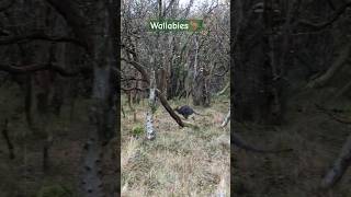 Wallabies 🦘 in the CurraghsWildlifePark🌲 in the isleofman 🇮🇲 iom shorts travel wallabies [upl. by Mika]