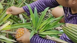 Life In The Philippines 🇵🇭 Harvesting Pineapple 🍍 Satisfying Countryside Life 🇵🇭 [upl. by Adnarb]