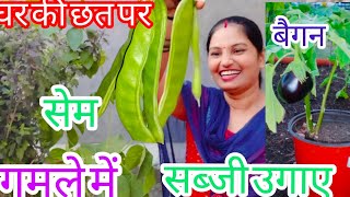 Ghar ki chhat per gamle mein sabji kaise ugaentrendingtheeviravadhi001 YoutubeWaleBaba86 [upl. by Nnaul]