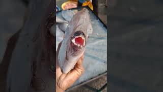 Leather Jacket Fish in Kakinada Fishing Harbour  Fishers King YouTube Channel [upl. by Michelina]