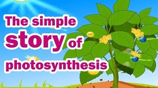 Photosynthesis  Photosynthesis in plants [upl. by Erihppas]