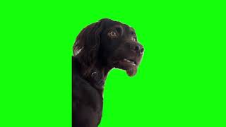 Green Screen Im Listening Dog Meme  Confused Black Dog Meme [upl. by Assej260]