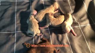 Toy poodle puppies May 2024 [upl. by Gaspar]