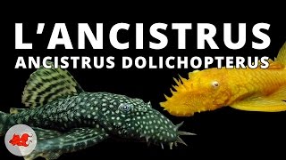 Ancistrus dolichopterus ✔ [upl. by Hpsoj]