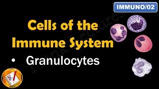 Cells of the Immune System PART I  GRANULOCYTES FLImmuno02 [upl. by Ranson]