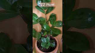 ZZ Plant grow from the leaves cutting [upl. by Sedaiuqlem]