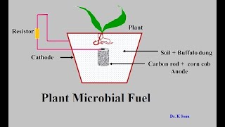 Plant Microbial Fuel Cell [upl. by Ofella]