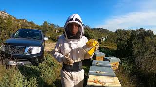 APICULTURE E53 Jai Testé pour vous lApisolis  Premier Essais Complet  Enfumoir électrique Test [upl. by Acinorej]