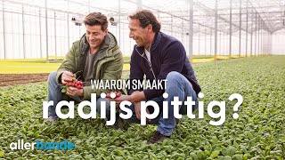 Waarom smaken radijsjes pittig  Lekker uit Nederland  Allerhande [upl. by Htebyram]