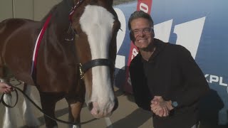 Budweiser Clydesdales Camera Day [upl. by Bohman]