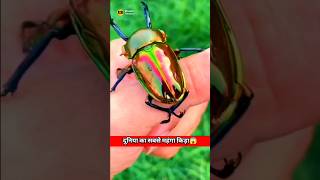 world Most Expensive Insects stag bitles😱facts trending new viral latest top fact [upl. by Ecirtal938]