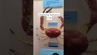 higanteng Tasmanian crab shortsvideo [upl. by Imoian473]