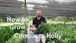 How to grow Compacta Hollies with detailed description [upl. by Bevash877]