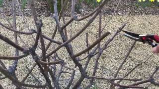 How to Prune Hydrangea Paniculata quotLimelightquot [upl. by Netsirhc738]