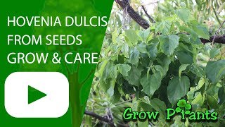 Hovenia dulcis from seeds  How to grow [upl. by Enerehs]