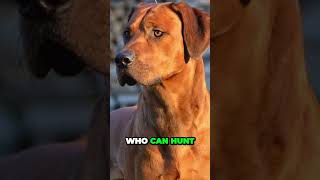 Rhodesian Ridgeback  Interesting Facts [upl. by Nayek]