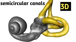 semicircular canals 3D Animation video medical information [upl. by Storer]